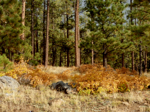 GDMBR: San Mateo Spring to Grants, New Mexico.